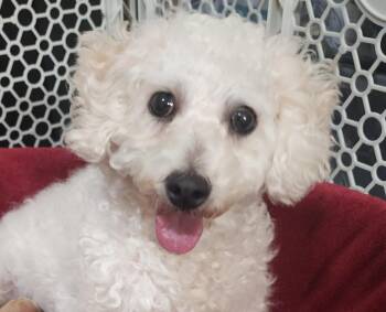Bichon Frise and Poodle Dogs Available for Adoption in Cumming, Georgia - Tally | PetCurious