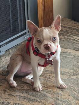 Boston Terrier Dogs Available for Adoption - Willow In NE | PetCurious