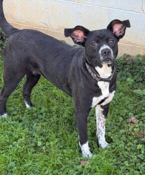 Rescue Terrier and Australian Cattle Dog Blue Heeler Dogs for Adoption in Malvern, Pennsylvania - Mary Ann | PetCurious
