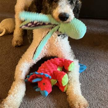 Grayson -  Standard Poodle Dog for Adoption in Hagerstown, Maryland - Grayson | PetCurious