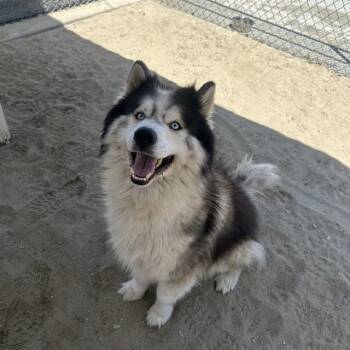 Siberian Husky Dogs Available for Adoption in Thousand Palms, California - QUEST | PetCurious
