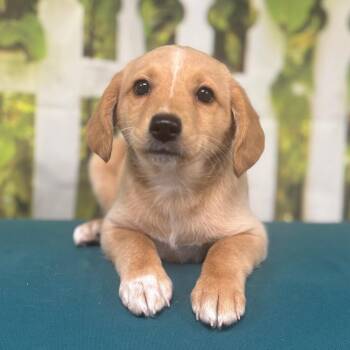 Vanilla -  Mixed Breed and Poodle Dog for Adoption in Marshalltown, Iowa - Vanilla | PetCurious