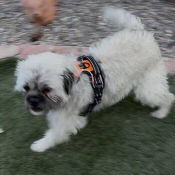 Brussels Griffon and Terrier Dogs Available for Adoption in Las Vegas, Nevada - Oscar The Grouch | PetCurious