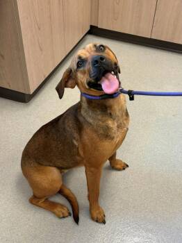 Ducky -  Mixed Breed Dog for Adoption in Chillicothe, Ohio - Ducky | PetCurious