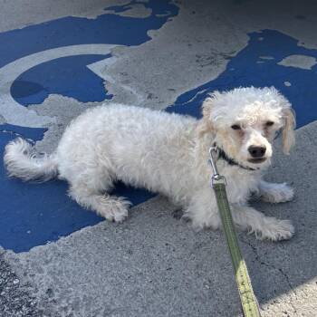 Mixed Breed Dogs Available for Adoption in Rockville, Maryland - ShorTee | PetCurious