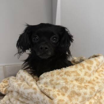 Chihuahua Dogs Available for Adoption in Silver Spring, Maryland - Marnie | PetCurious