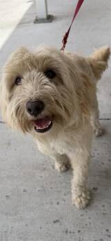 Poodle and Mixed Breed Dogs Available for Adoption - POM POM | PetCurious