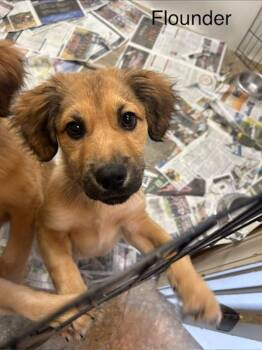 Shepherd Dogs Available for Adoption - Flounder | PetCurious