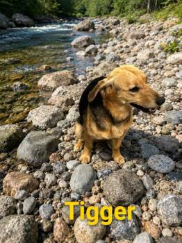 Dachshund Dogs Available for Adoption in Zimmerman, Minnesota - Tigger | PetCurious