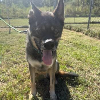 Kota 071702A -  German Shepherd Dog Dog for Adoption in Amory, Mississippi - Kota 071702A | PetCurious