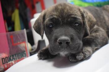 German Shepherd Dog and Mixed Breed Dogs Available for Adoption in Pahrump, Nevada - Gibson (Cali P6) | PetCurious