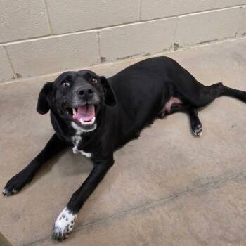 Avery - 042701U -  Terrier and Mixed Breed Dog for Adoption in Tupelo, Mississippi - Avery - 042701U | PetCurious