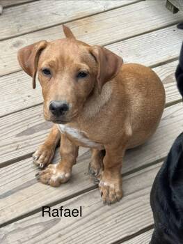 Rafael 4 months AVA 9/30 -  Labrador Retriever Dog for Adoption in Sterling, Massachusetts - Rafael 4 Months AVA 9/30 | PetCurious
