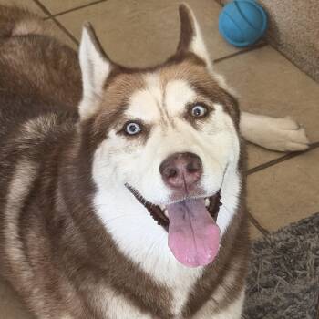 Mr Egypt -  Siberian Husky Dog for Adoption in Spring City, Pennsylvania - Mr Egypt | PetCurious