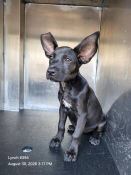 LOUISE -  Labrador Retriever Dog for Adoption in San Antonio, Texas - LOUISE | PetCurious