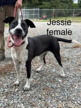 Jessie 37 pounds One Year Old Great Family dog -  Cattle Dog and American Bully Dog for Adoption in Charlottesville, Virginia - Jessie 37 Pounds One Year Old Great Family Dog | PetCurious