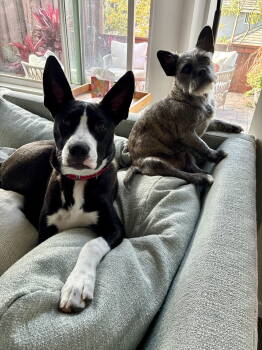 Rescue Labrador Retriever Dogs for Adoption in San Juan Capistrano, California - Cowboy | PetCurious