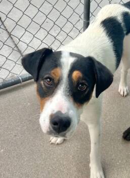 Rescue Cattle Dog Dogs for Adoption in Fort Lupton, Colorado - Star Twinkles | PetCurious