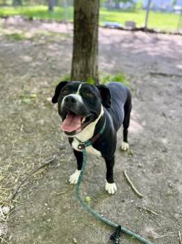 Pit Bull Terrier Dogs Available for Adoption in Chicago, Illinois - Tempe | PetCurious