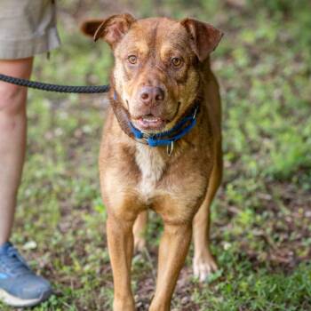 CAJUN-30781 -  Pit Bull Terrier Dog for Adoption in Memphis, Tennessee - CAJUN-30781 | PetCurious