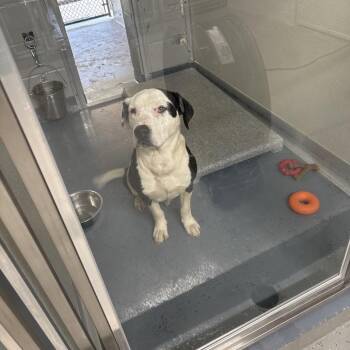 Stinker -  Terrier and Mixed Breed Dog for Adoption in Galax, Virginia - Stinker | PetCurious