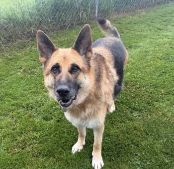King -  German Shepherd Dog Dog for Adoption in Rockford, Illinois - King | PetCurious