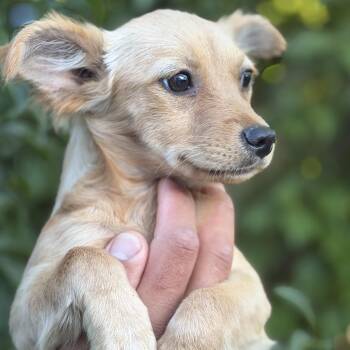 Ms. Jelly Belly Charlotte -  Yorkshire Terrier Dog for Adoption in Ridgefield, Washington - Ms. Jelly Belly Charlotte | PetCurious