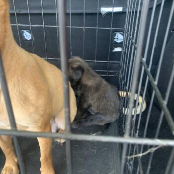 Hammerhead -  Chihuahua Dog for Adoption in West Palm Beach, Florida - Hammerhead | PetCurious