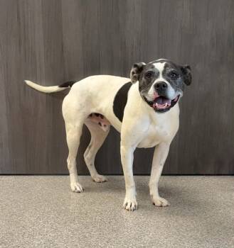 Bert -  Boxer Dog for Adoption in Georgetown, Ohio - Bert | PetCurious