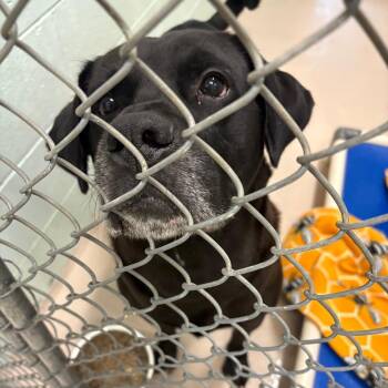 bear -  Black Labrador Retriever Dog for Adoption in Newark, New Jersey - Bear | PetCurious