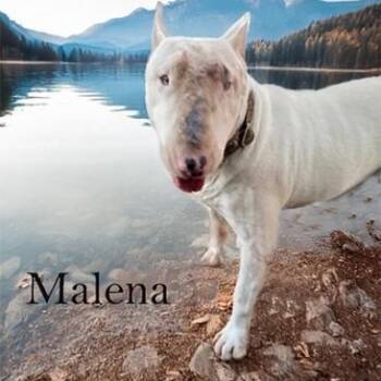 Rescue Bull Terrier Dogs for Adoption in Palm Desert, California - Malena | PetCurious