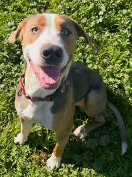 Treeing Walker Coonhound and Mixed Breed Dogs Available for Adoption - WALKER | PetCurious