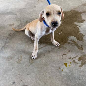 Howard -  Yellow Labrador Retriever Dog for Adoption in Chicago, Illinois - Howard | PetCurious