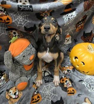 Rescue Mixed Breed Dogs for Adoption in Sullivan, Indiana - RF 3 | PetCurious