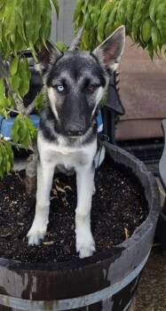 Haaland -  German Shepherd Dog and Husky Dog for Adoption in Pleasant Hill, California - Haaland | PetCurious