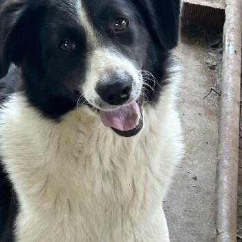 Border Collie Dogs Available for Adoption in Okolona, Mississippi - Brooke | PetCurious