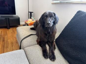 Maddie -  Flat Coated Retriever Dog for Adoption in Denver, Colorado - Maddie | PetCurious