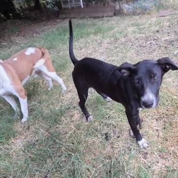 River -  Shepherd and Border Collie Dog for Adoption in Chico, California - River | PetCurious