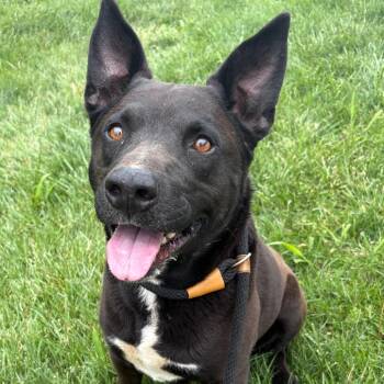 Gus -  Mixed Breed Dog for Adoption in Saint Joseph, Missouri - Gus | PetCurious