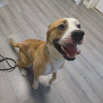 Ranger -  Mixed Breed Dog for Adoption in Greenville, Pennsylvania - Ranger | PetCurious