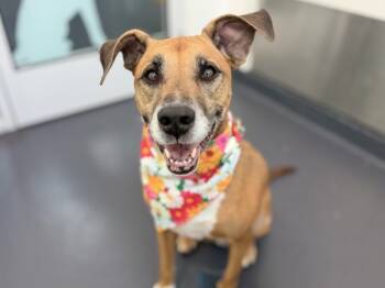 Rescue Mixed Breed Dogs for Adoption in New York, New York - Quinn | PetCurious