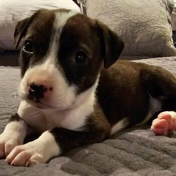 Pit Bull Terrier and Rottweiler Dogs Available for Adoption in Jackson, Missouri - Kettle | PetCurious