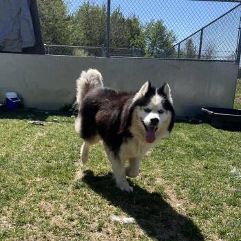 Husky Dogs Available for Adoption in Harrisonburg, Virginia - Odysseus | PetCurious