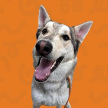 Husky and German Shepherd Dog Dogs Available for Adoption in Reno, Nevada - Casper | PetCurious