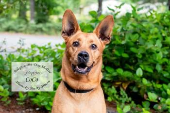 COCO -  American Staffordshire Terrier and Chow Chow Dog for Adoption in Shelton, Washington - COCO | PetCurious