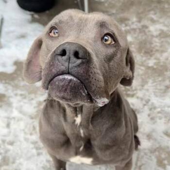 Pit Bull Terrier Dogs Available for Adoption - Yoshi ~ Coming Soon!!! | PetCurious