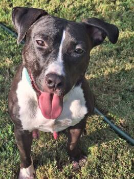 Wyatt -  Terrier Dog for Adoption in Greenville, South Carolina - Wyatt | PetCurious