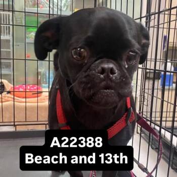 WAGS-Stray-22388 -  Pug Dog for Adoption in Westminster, California - WAGS-Stray-22388 | PetCurious