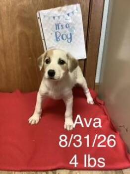 Ava -  Great Pyrenees and Pointer Dog for Adoption in Welling, Oklahoma - Ava | PetCurious