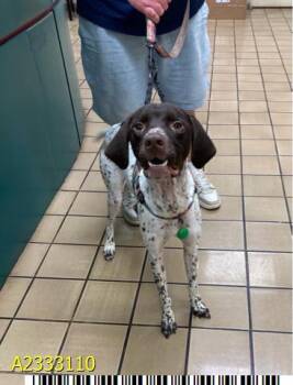 Mixed Breed Dogs Available for Adoption in West Palm Beach, Florida - BEAU | PetCurious